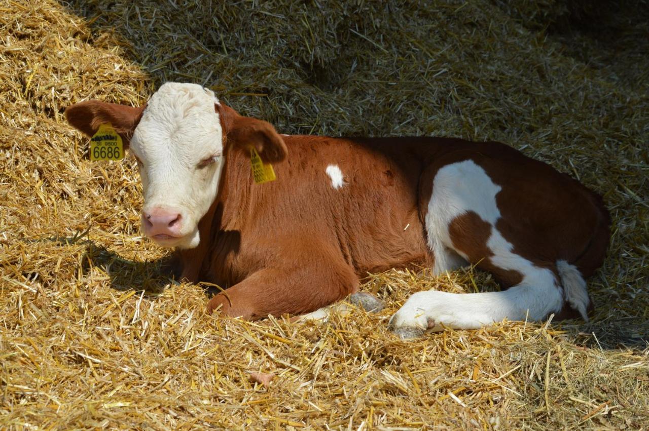 Tourist Farm Mulej Villa Bled Exteriör bild