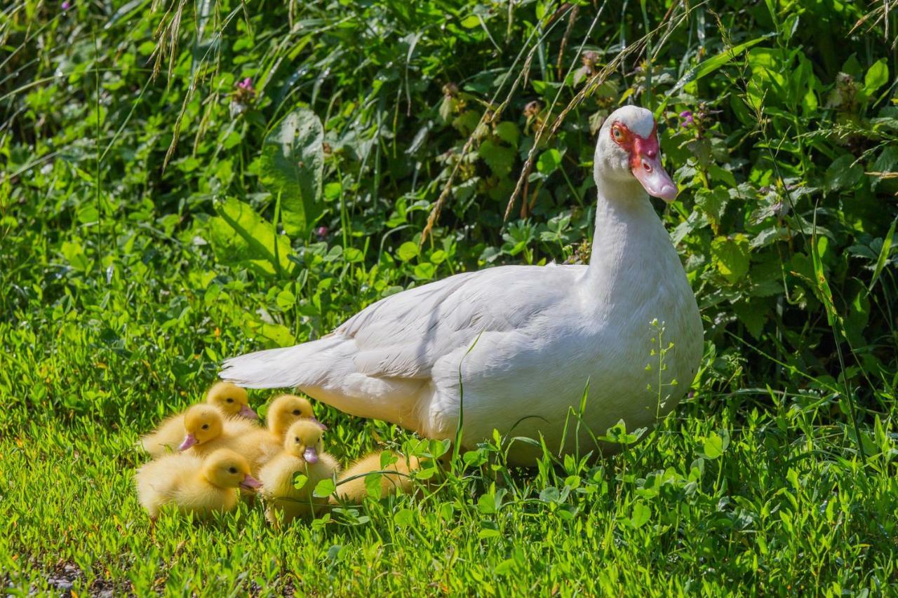 Tourist Farm Mulej Villa Bled Exteriör bild