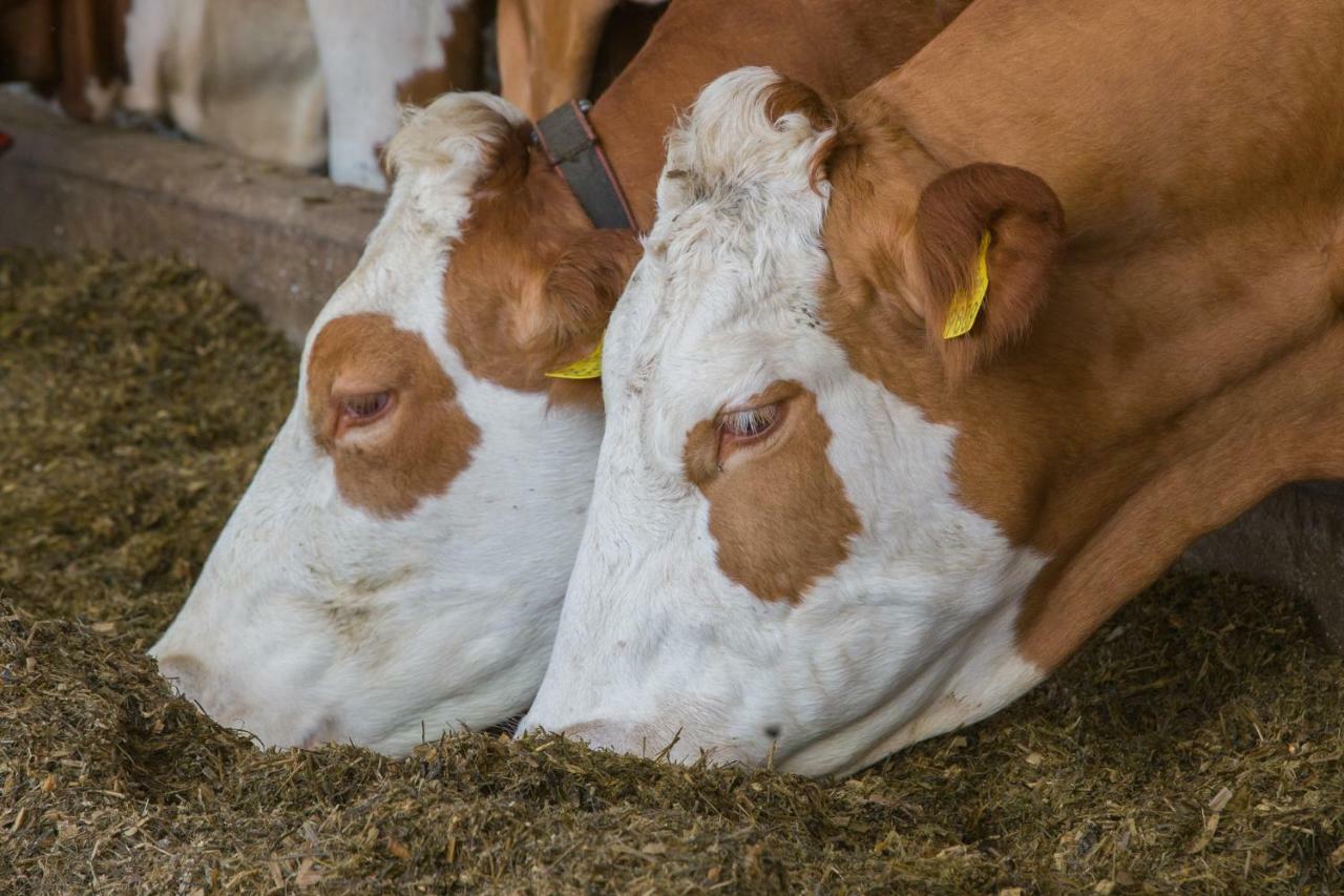 Tourist Farm Mulej Villa Bled Exteriör bild